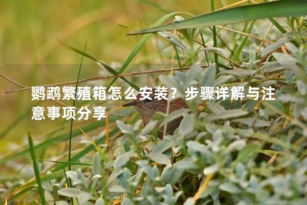 鹦鹉繁殖箱怎么安装？步骤详解与注意事项分享
