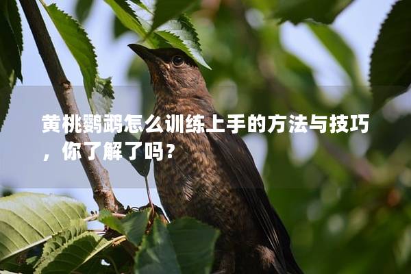 黄桃鹦鹉怎么训练上手的方法与技巧，你了解了吗？