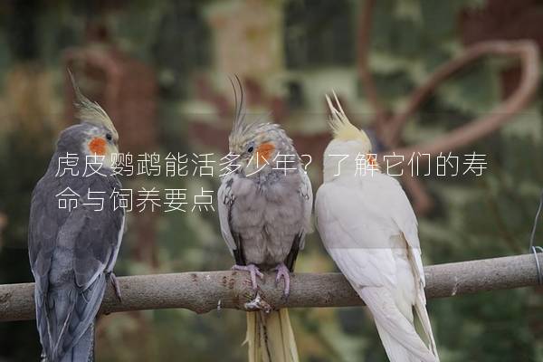 虎皮鹦鹉能活多少年？了解它们的寿命与饲养要点