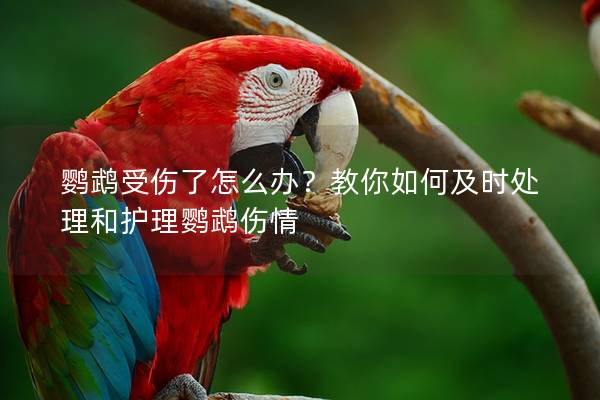鹦鹉受伤了怎么办？教你如何及时处理和护理鹦鹉伤情