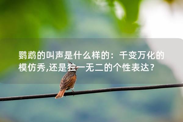 鹦鹉的叫声是什么样的：千变万化的模仿秀,还是独一无二的个性表达？