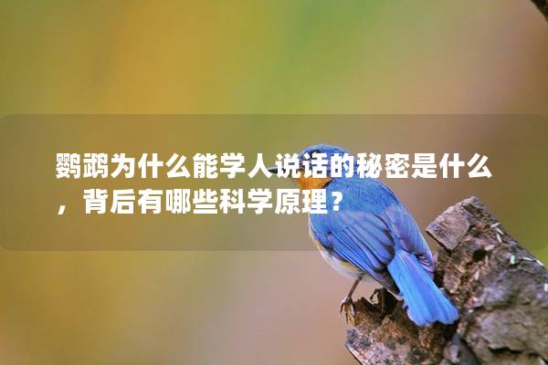 鹦鹉为什么能学人说话的秘密是什么，背后有哪些科学原理？