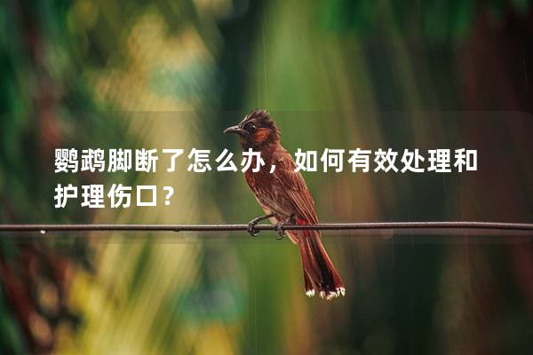 鹦鹉脚断了怎么办，如何有效处理和护理伤口？