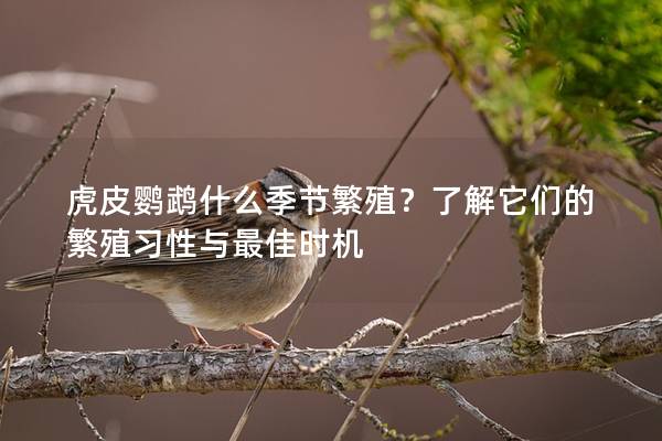 虎皮鹦鹉什么季节繁殖？了解它们的繁殖习性与最佳时机
