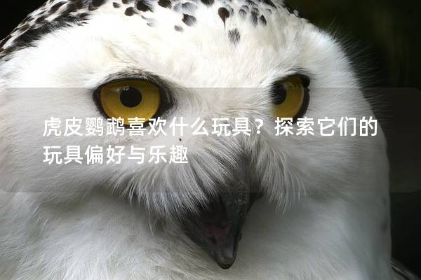 虎皮鹦鹉喜欢什么玩具？探索它们的玩具偏好与乐趣