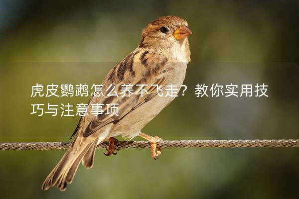虎皮鹦鹉怎么养不飞走？教你实用技巧与注意事项