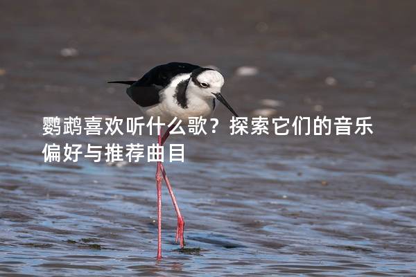 鹦鹉喜欢听什么歌？探索它们的音乐偏好与推荐曲目