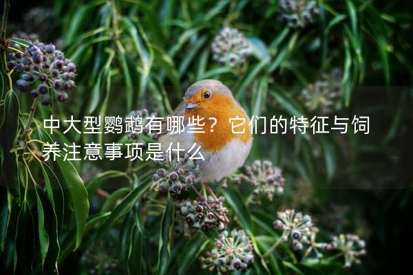 中大型鹦鹉有哪些？它们的特征与饲养注意事项是什么