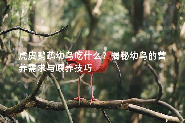 虎皮鹦鹉幼鸟吃什么？揭秘幼鸟的营养需求与喂养技巧