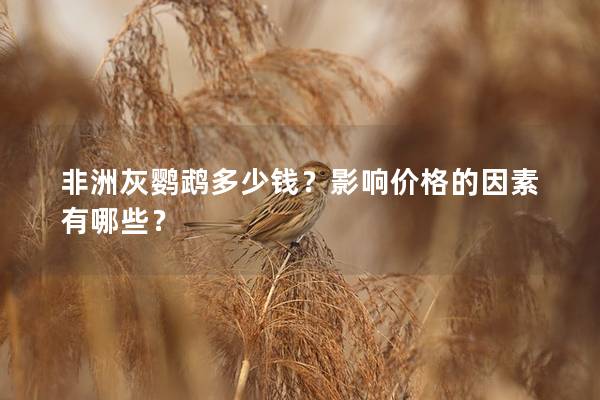 非洲灰鹦鹉多少钱？影响价格的因素有哪些？
