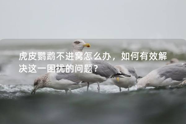 虎皮鹦鹉不进窝怎么办，如何有效解决这一困扰的问题？