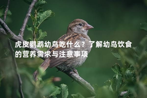 虎皮鹦鹉幼鸟吃什么？了解幼鸟饮食的营养需求与注意事项