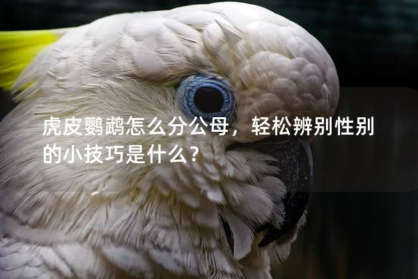 虎皮鹦鹉怎么分公母，轻松辨别性别的小技巧是什么？