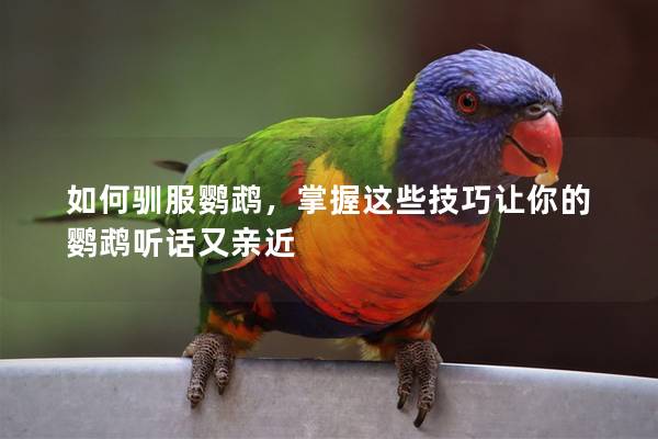 如何驯服鹦鹉，掌握这些技巧让你的鹦鹉听话又亲近