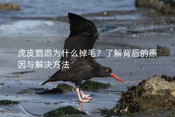 虎皮鹦鹉为什么掉毛？了解背后的原因与解决方法