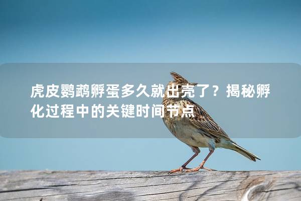 虎皮鹦鹉孵蛋多久就出壳了？揭秘孵化过程中的关键时间节点