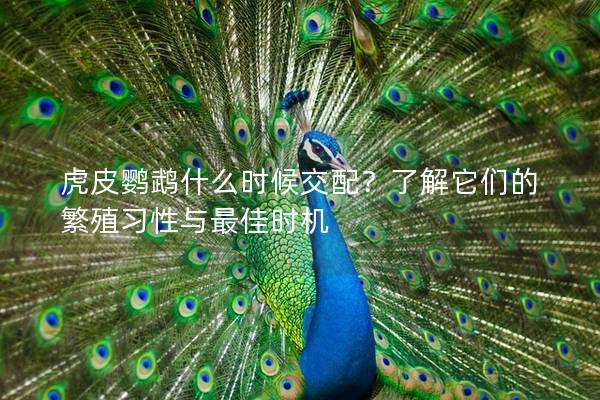 虎皮鹦鹉什么时候交配？了解它们的繁殖习性与最佳时机