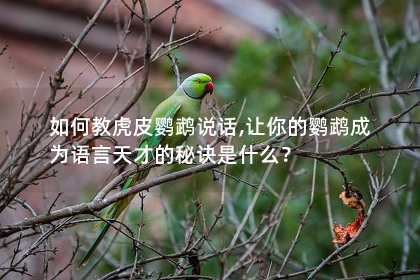 如何教虎皮鹦鹉说话,让你的鹦鹉成为语言天才的秘诀是什么？