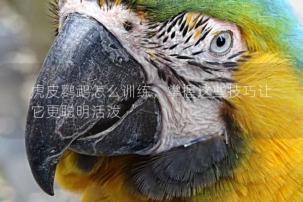 虎皮鹦鹉怎么训练，掌握这些技巧让它更聪明活泼
