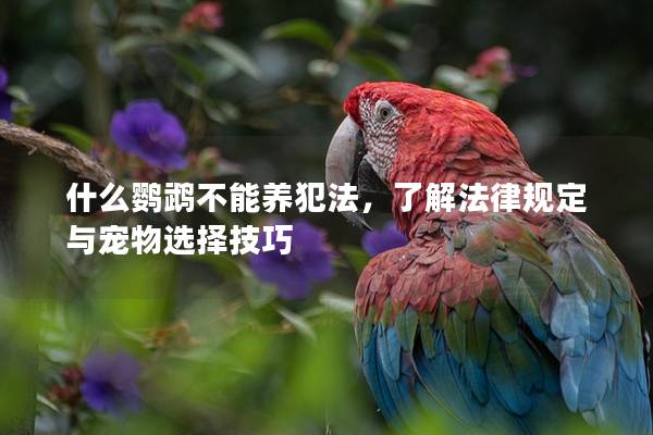 什么鹦鹉不能养犯法，了解法律规定与宠物选择技巧