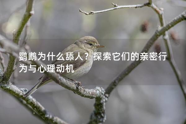 鹦鹉为什么舔人？探索它们的亲密行为与心理动机