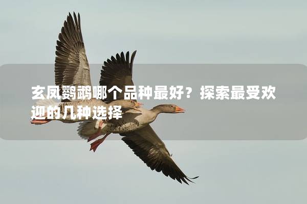 玄凤鹦鹉哪个品种最好？探索最受欢迎的几种选择