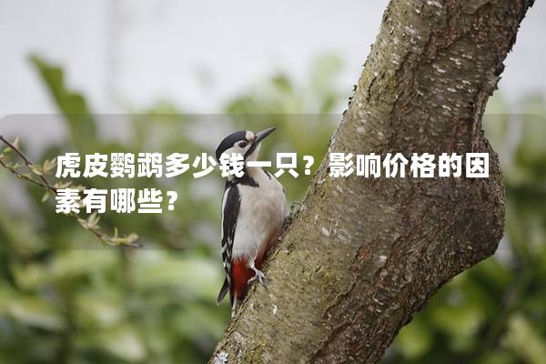虎皮鹦鹉多少钱一只？影响价格的因素有哪些？
