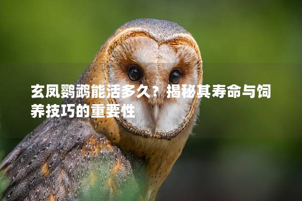 玄凤鹦鹉能活多久？揭秘其寿命与饲养技巧的重要性