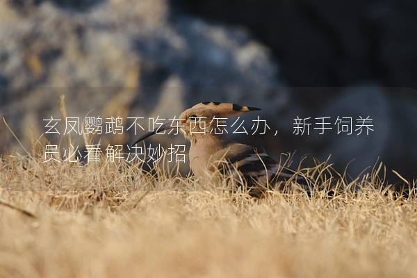 玄凤鹦鹉不吃东西怎么办，新手饲养员必看解决妙招