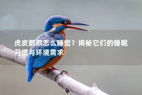 虎皮鹦鹉怎么睡觉？揭秘它们的睡眠习惯与环境需求