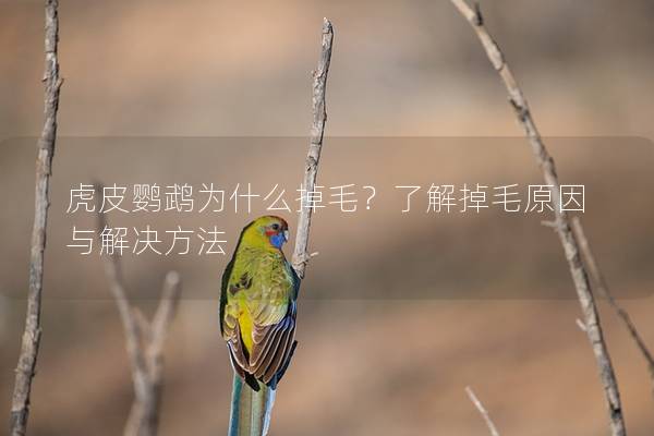 虎皮鹦鹉为什么掉毛？了解掉毛原因与解决方法
