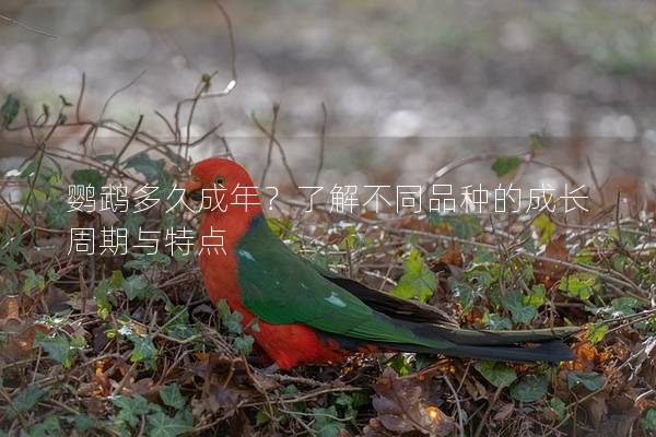 鹦鹉多久成年？了解不同品种的成长周期与特点