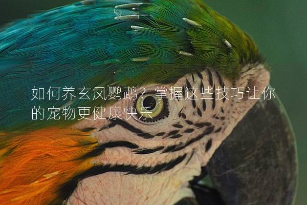 如何养玄凤鹦鹉？掌握这些技巧让你的宠物更健康快乐