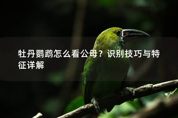 牡丹鹦鹉怎么看公母？识别技巧与特征详解