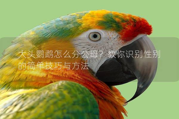 大头鹦鹉怎么分公母？教你识别性别的简单技巧与方法
