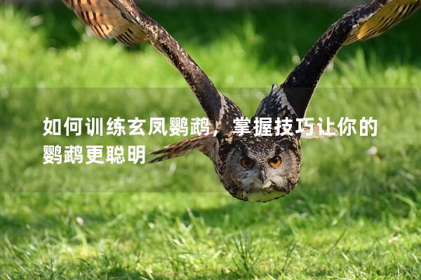 如何训练玄凤鹦鹉，掌握技巧让你的鹦鹉更聪明