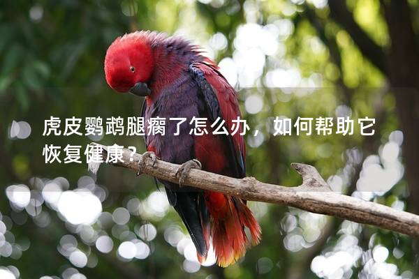 虎皮鹦鹉腿瘸了怎么办，如何帮助它恢复健康？