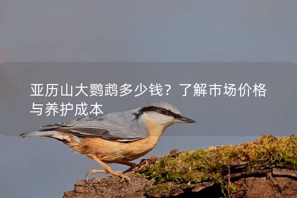 亚历山大鹦鹉多少钱？了解市场价格与养护成本
