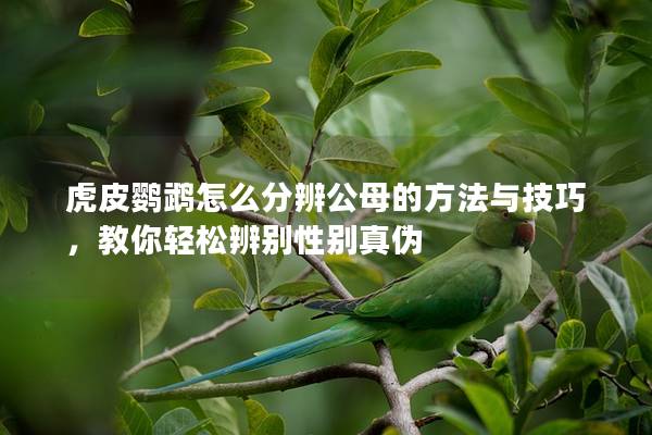 虎皮鹦鹉怎么分辨公母的方法与技巧，教你轻松辨别性别真伪