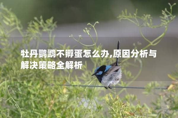 牡丹鹦鹉不孵蛋怎么办,原因分析与解决策略全解析