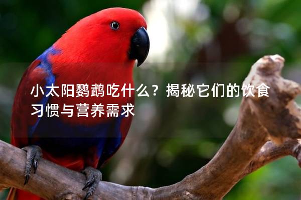 小太阳鹦鹉吃什么？揭秘它们的饮食习惯与营养需求