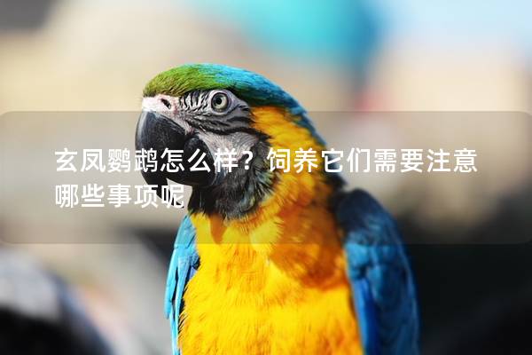 玄凤鹦鹉怎么样？饲养它们需要注意哪些事项呢
