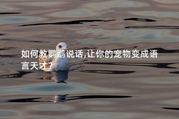 如何教鹦鹉说话,让你的宠物变成语言天才？