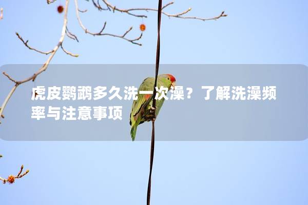 虎皮鹦鹉多久洗一次澡？了解洗澡频率与注意事项