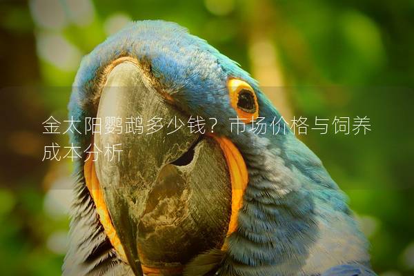 金太阳鹦鹉多少钱？市场价格与饲养成本分析