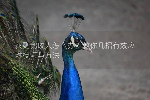 灰鹦鹉咬人怎么办？教你几招有效应对技巧与方法