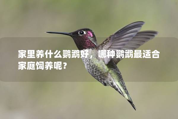 家里养什么鹦鹉好，哪种鹦鹉最适合家庭饲养呢？