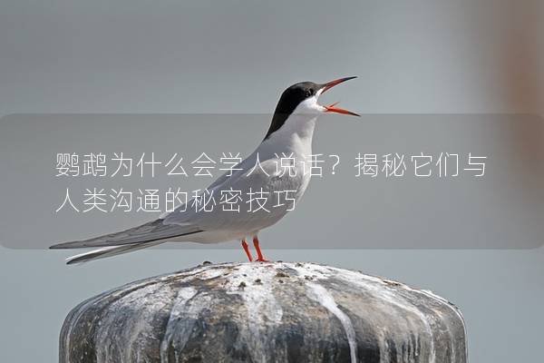鹦鹉为什么会学人说话？揭秘它们与人类沟通的秘密技巧