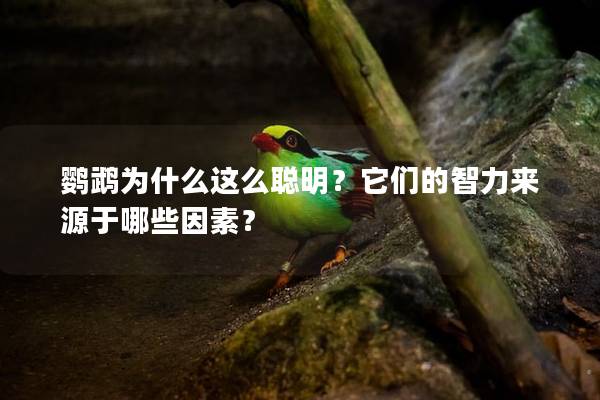 鹦鹉为什么这么聪明？它们的智力来源于哪些因素？