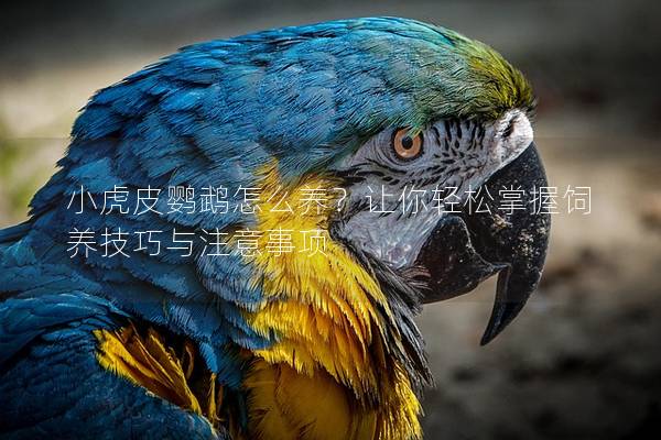 小虎皮鹦鹉怎么养？让你轻松掌握饲养技巧与注意事项